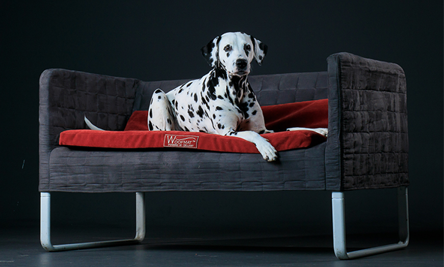 dalmatian on couch